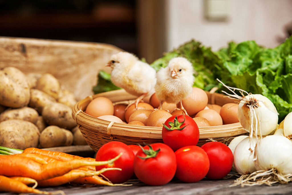 Küken, Eier, Tomaten vom Bauerhof am Waginger See