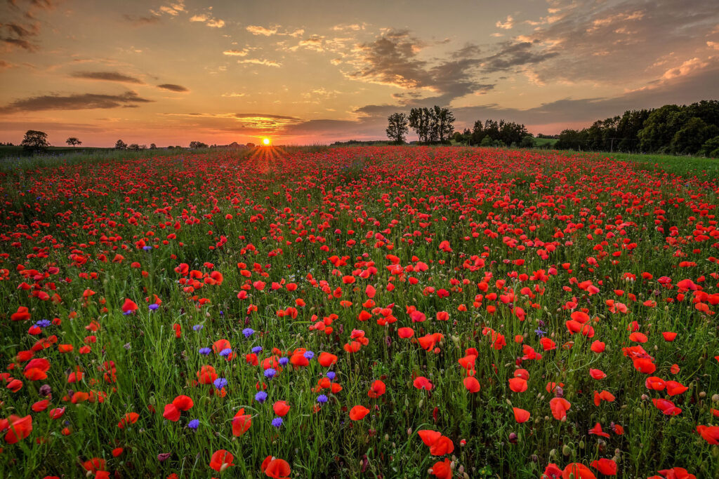 Home Stadlerhof 3 Mohnblumenfeld mit Sonnenuntergang am Waginger See