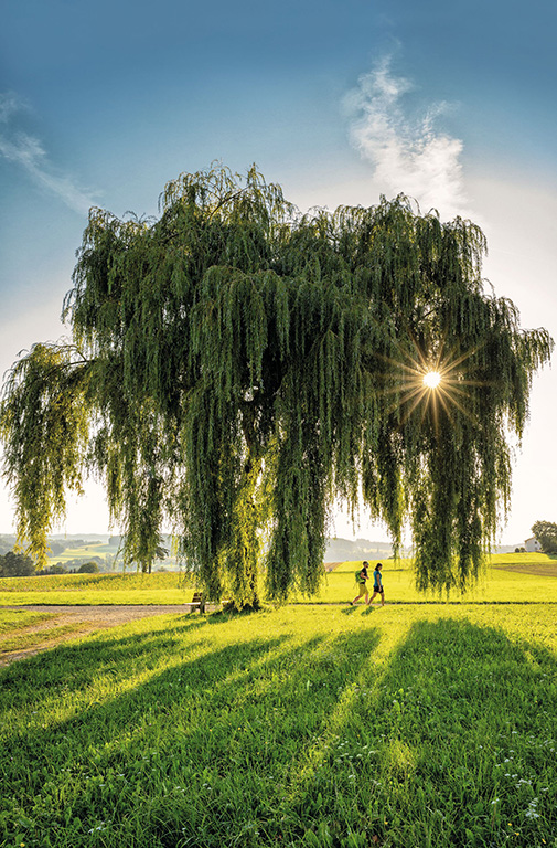 Spaziergänger unter einer Trauerweide im Chiemgau