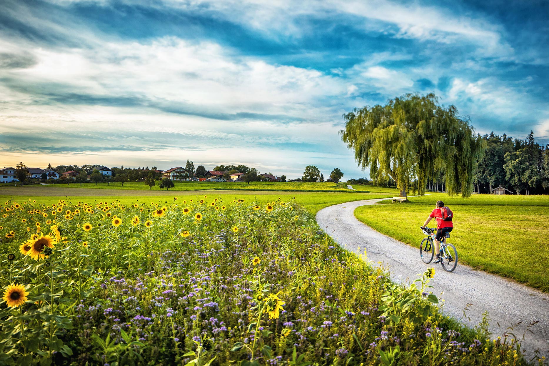 Unsere Region 2 Radfahrer im Chiemgau - im Sommer, Sonnblumenfeld , Trauerweide und Wiesen