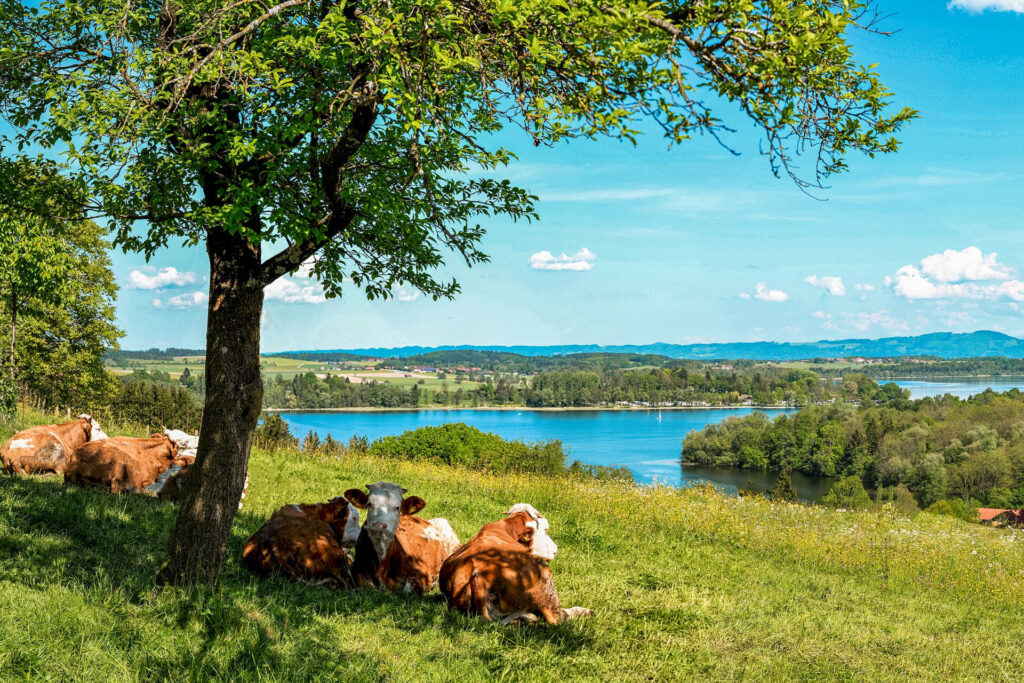 Kühe liegen auf der Wiese mit Blick zum Waginger See