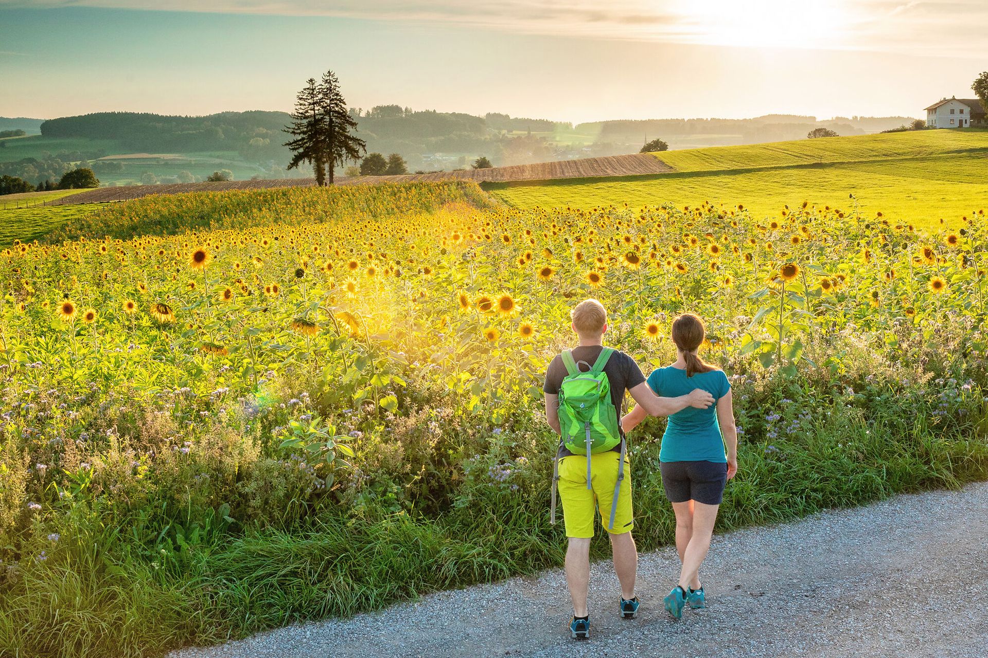 Unsere Region 6 Ein Paar geht in der Waginger Region wandern entlang an einem Sonnenblumenfeld